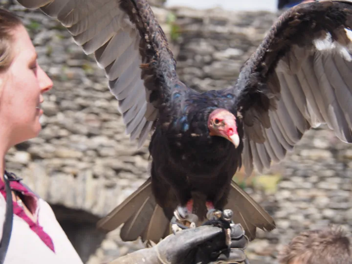 Roofvogelshow in Château de La Roche-en-Ardenne (België)